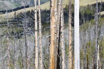 Horizontal image of weathered trees within Yellowstone National Park with hills in background 