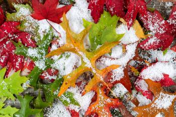 Autumn leaves covered with fresh powdered snow 