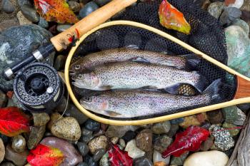 Top view of native wild trout, inside of landing net, with fishing fly reel, pole and late autumn leaves on wet river bed stones