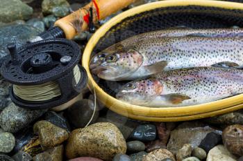 Close up of fly reel, focus on front of reel, with trout, landing net and rocks in background 