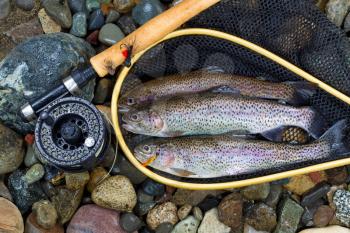 Top view of wild trout, inside of landing net, with fishing fly reel, pole and assorted flies on wet river bed stones