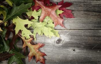 Vintage concept of autumn leaves on rustic wooden boards