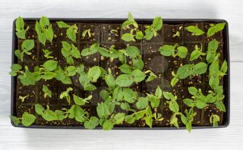 High angled view of green bean starter plants in small trays on rustic white wood. Ready to plant into outdoor garden. 

