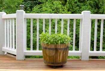 Fresh basil plants, in large wooden barrel, on cedar deck with woods in background.