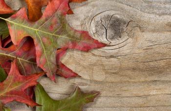 Seasonal autumn leaves on rustic wood in horizontal format. 