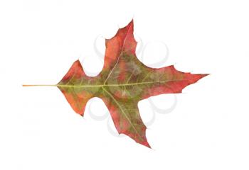 Single faded autumn leaf isolated on white background.