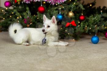 Happy white puppy dog, toy mouse hanging from mouth, with decorated tree in background. Selective focus on dog. 