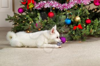 Happy white dog playing with new Christmas toy with decorated tree in background. Selective focus on dog and toy. 