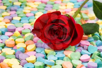 Close up of a single pristine red rose resting in a pile of heart shaped candies. Valentines day concept. Selective focus on right side front side of flower. 