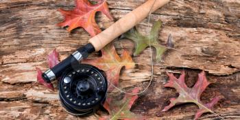 Fly fishing reel with dry weathered tree and fall leaves. Horizontal layout.