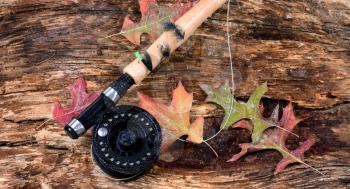 Fly fishing reel with wet weathered tree and fall leaves. Horizontal layout.