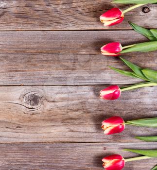 Tulips on rustic wood, right side of frame, in vertical format. 