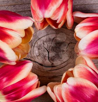 Circle formation of tulips on rustic wood