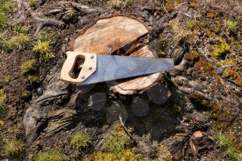 Overhead view of hand saw on freshly cut tree stump