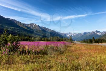 Wild flowers in field with mountains and sky in background. Selective focus in forefront. 