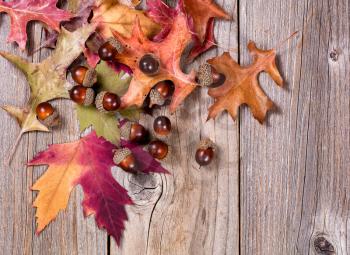 Overhead view of seasonal autumn leaves and acorns on rustic wooden boards. 