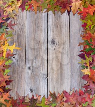 Overhead view of early seasonal autumn leaves, complete borders, on rustic wooden boards. 