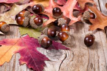 Close up view of seasonal autumn leaves and acorns on rustic wooden boards. Selective focus on front acorns. 