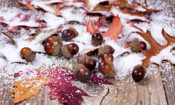 Close up view of seasonal autumn leaves and acorns with snow on rustic wooden boards. Selective focus on front acorns. 