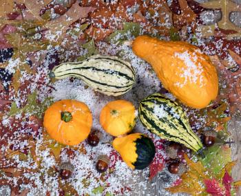Overhead view of seasonal gourds with autumn leaves, acorns and snow on rustic wooden boards. 