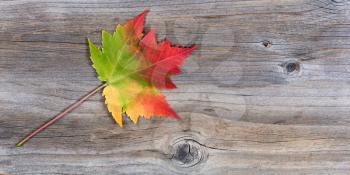 Single large vibrant autumn maple leaf showing all its fall colors on rustic wood