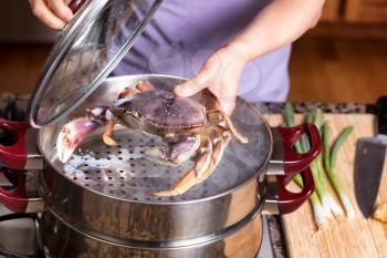 Female hands placing live large crab into hot steaming pot. Selective focus on front of crab. 