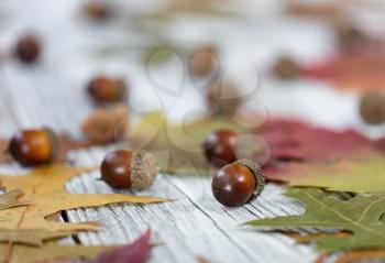 Close up of Autumn seasonal foliage and acorns for seasonal holidays on white rustic wooden boards 