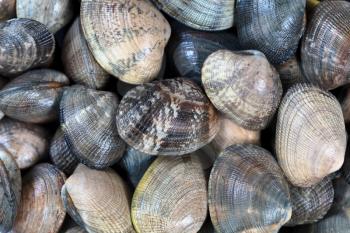Fresh live clams in full frame format