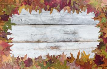 Autumn Thanksgiving foliage background on white rustic wood. Complete outside border with copy space in middle