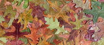 Autumn rustic colorful oak leaves background in filled frame layout 