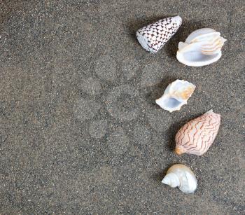 Beach sand with clean seas shells 