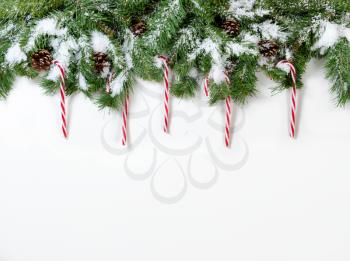 Snowy Christmas fir tree branches with candy canes on white background 