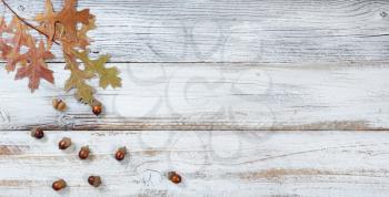 Seasonal oak leaf and acorn decorations falling from branch on rustic white wooden boards