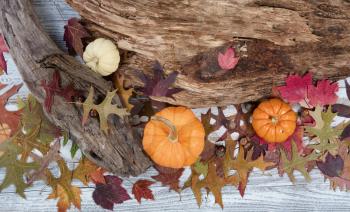 Seasonal Autumn decorations with drift wood and leaves on rustic white wooden boards 
