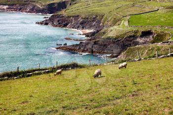 Sheep grazing in green pastures that are surrounded by cliffs on the ocean