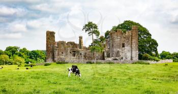 Dairy cows grazing in pasture with ancient castle in background  