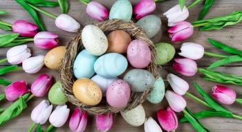 Tulips surrounding colorful eggs in nest on rustic wooden boards for Easter Background 