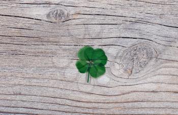 Real four leaf clover on rustic wooden background 