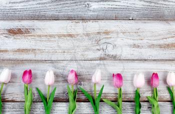 colorful tulips forming lower border on rustic white wood for Easter Background 