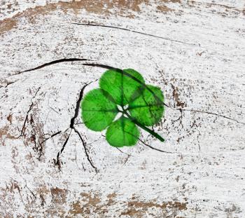 Real four leaf clover on rustic wooden boards in overhead view  