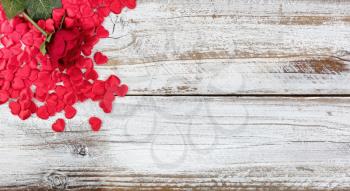 Single red rose and heart shapes resting on rustic white wood in flat lay view