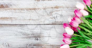 overhead view of a spring pink tulips on white weathered wooden boards 