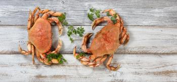 Two freshly cooked Dungeness crabs on rustic white wooden boards 