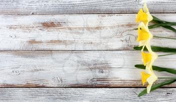 Yellow springtime daffodils on white weathered wooden boards 