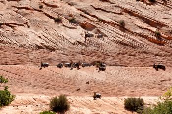 Bighorn sheep in Grand Canyon resting on cliff wall
