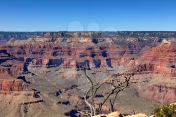 Grand Canyon with dead tree in forefront  