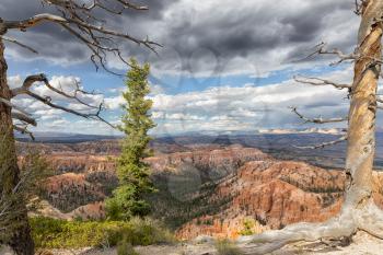 Grand Canyon view with textured trees and dark skies   