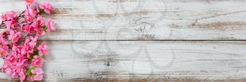 Springtime cherry blossom flowers on white rustic wooden background for seasonal holidays like Easter and Mothers Day 