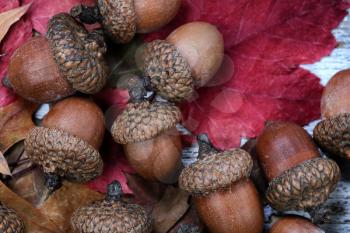 Close up of autumn acorns and leaves for the holiday decorations for Thanksgiving 