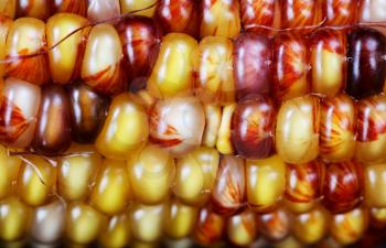 Close up of seasonal multiple color corn in filled frame layout  